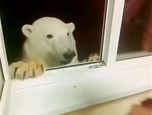 Urso polar comendo bolacha na R&uacute_ssia